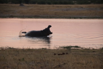Sunset Hippo Action