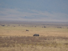 Nashorn - kifaru