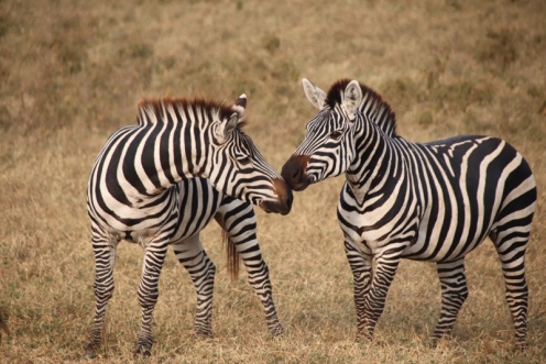 Zebra - pundamilia